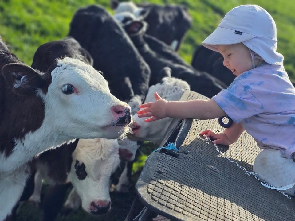 Young girl playing with calf on a farm