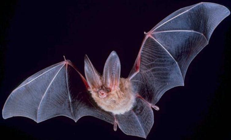 <span class="caption">Over 1,000 bat species have evolved without directly competing with birds.</span> <span class="attribution"><span class="source">Wikipedia</span></span>