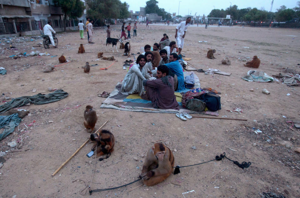 Monkeys in Karachi