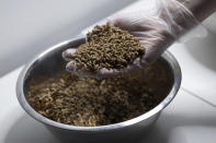 Black soldier fly larvae that are six days old are displayed at the Innovafeed factory in Nesle, France, on Tuesday, June 13, 2023. (AP Photo/Aurelien Morissard)