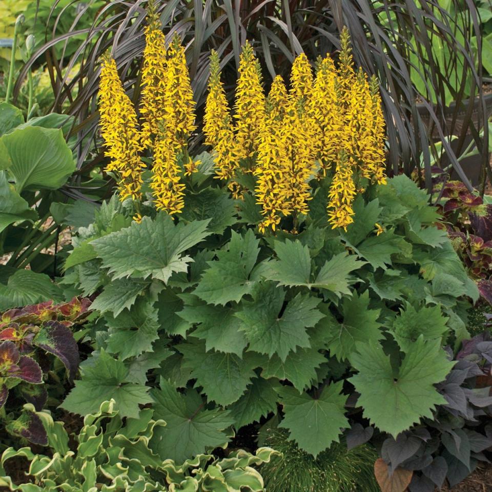 A lot of plants don't like shady, wet spots. This Bottle Rocket ligularia does.