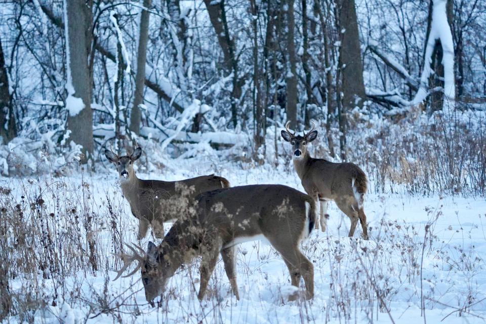 White-tailed deer browse through a snow-covered landscape in southeastern Wisconsin.