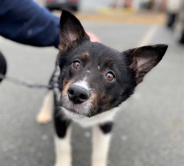 Dyson is one of the 77 mixed-breed dogs surrendered from a property in Cape Breton, says the Nova Scotia SPCA. (Nova Scotia SPCA - image credit)