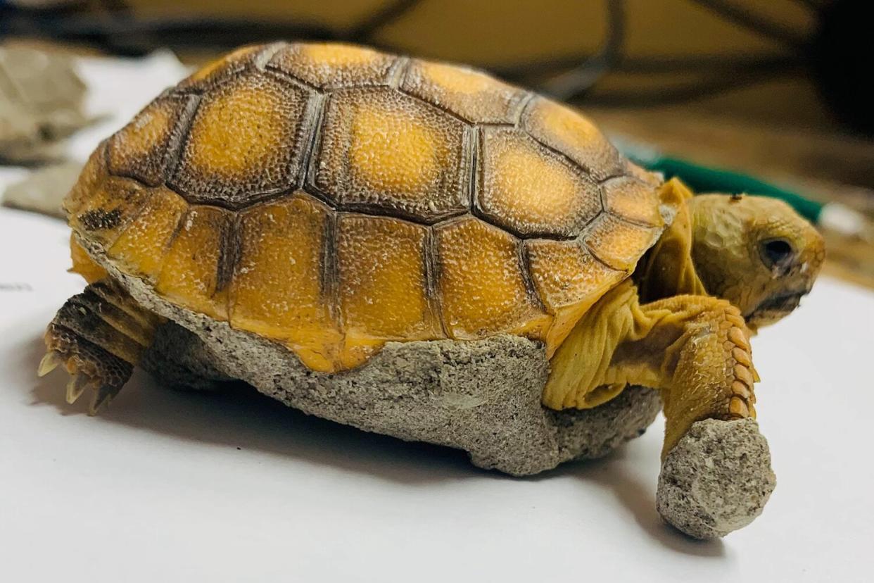 gopher tortoise concrete rescue
