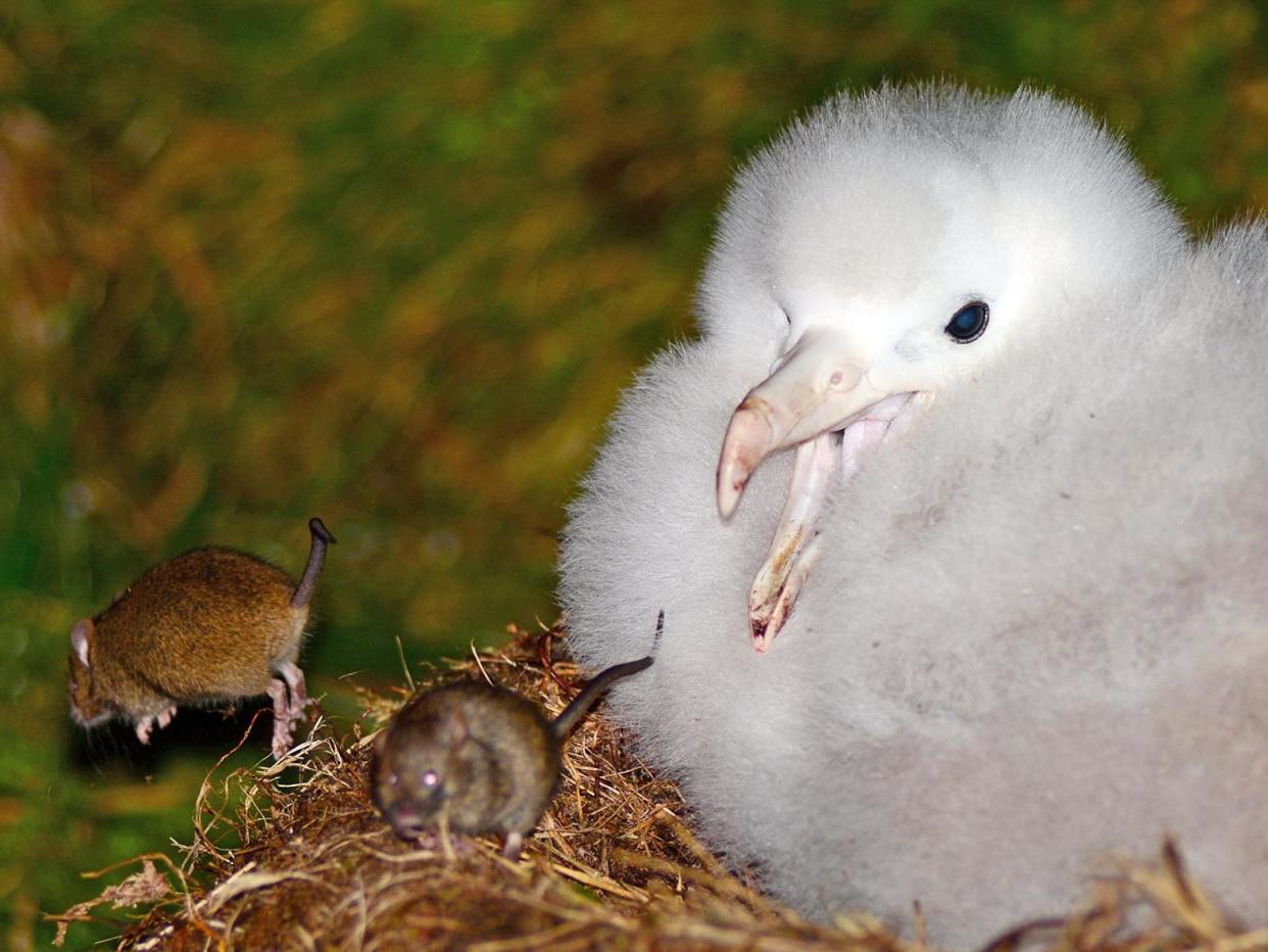 The rodents, accidentally introduced to the remote islands by sailors in the 19th century, are known to eat seabird eggs and chicks - but they have now been filmed attacking adult albatrosses for the first time: PA