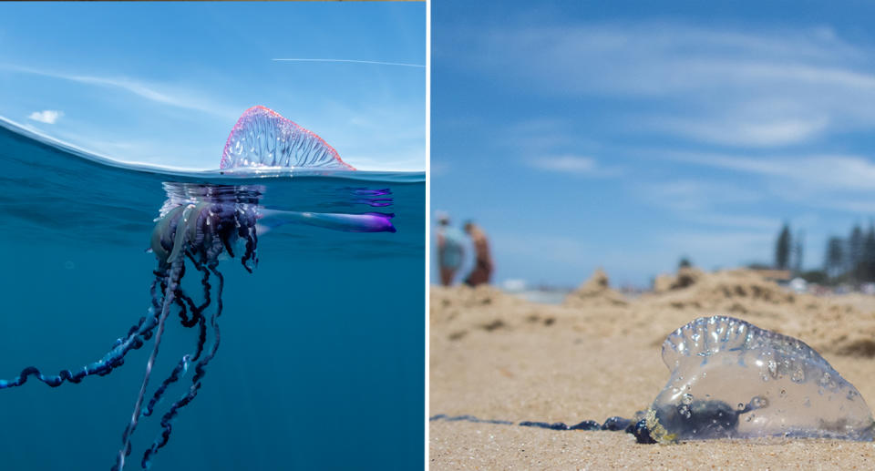 Bluebottle in the water (left) and on the sand (right).