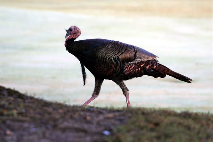 Wild turkey_-2215827125135389262