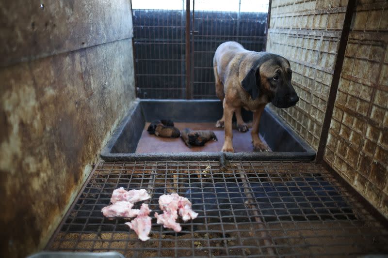 FILE PHOTO: Puppies and their mother are pictured in a cage at a dog meat farm in Hwaseong