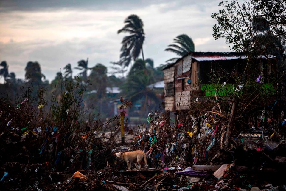 A dog eats from the rubble of houses destroyed by the passage of Hurricane Eta, in Bilwi, Nicaragua, on Sunday, before the arrival of Hurricane IotaAFP via Getty Images