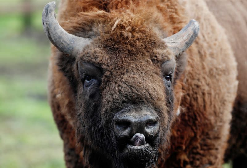 The re-introduction of European Bison in the wilds of Canterbury