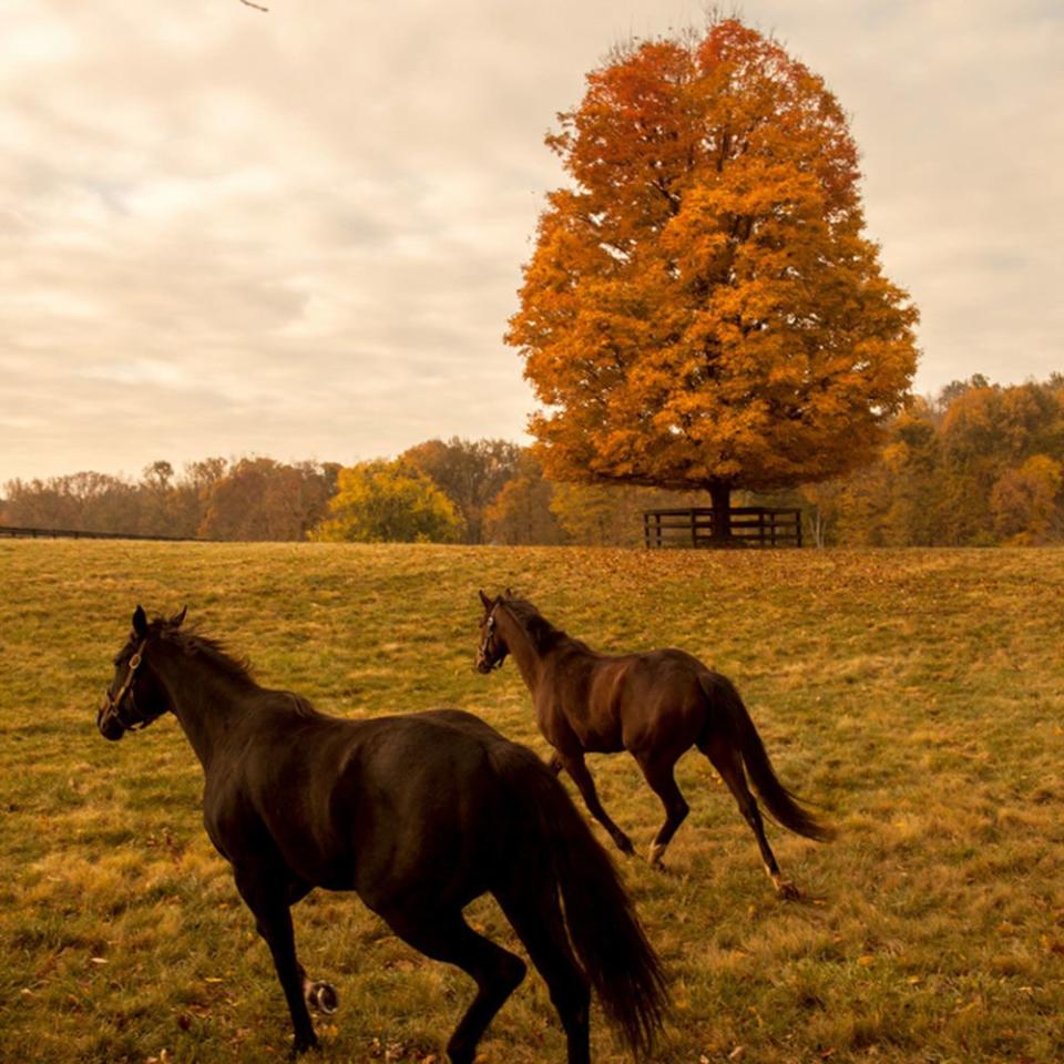 Visit the Horses of Lexington