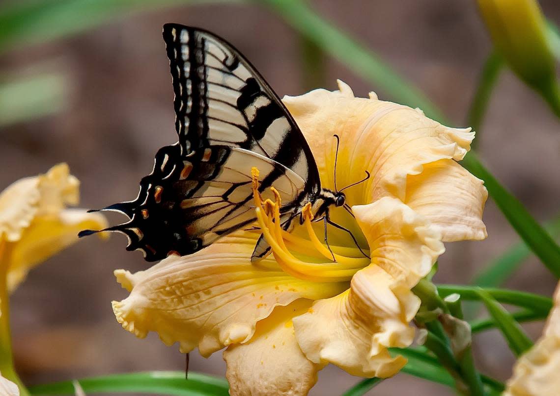 This Eastern Tiger Swallowtail is finding his feast on a Rainbow Rhythm Orange Smoothie daylily. Norman Winter/Special to the Ledger-Enquirer