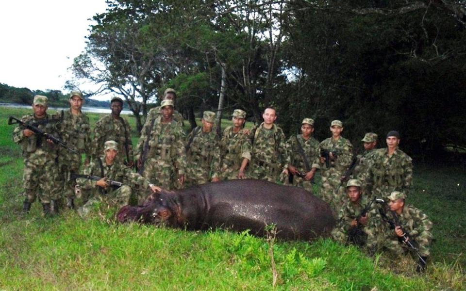 hippo - AFP