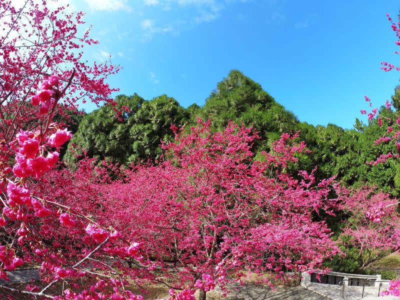 ▲九族文化村每年二月的櫻花祭總會吸引大量遊客前往朝聖。（示意圖／翻攝自九族文化村臉書）