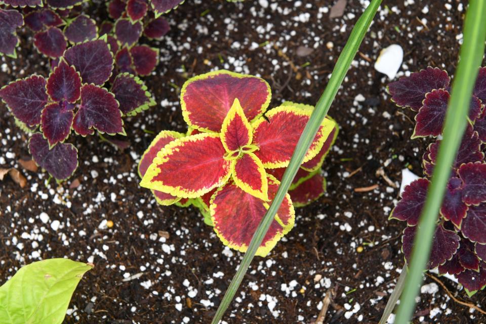 Plants are arranged in a flower box Tuesday, May 31, 2022,  near the Waite Park Public Library. 