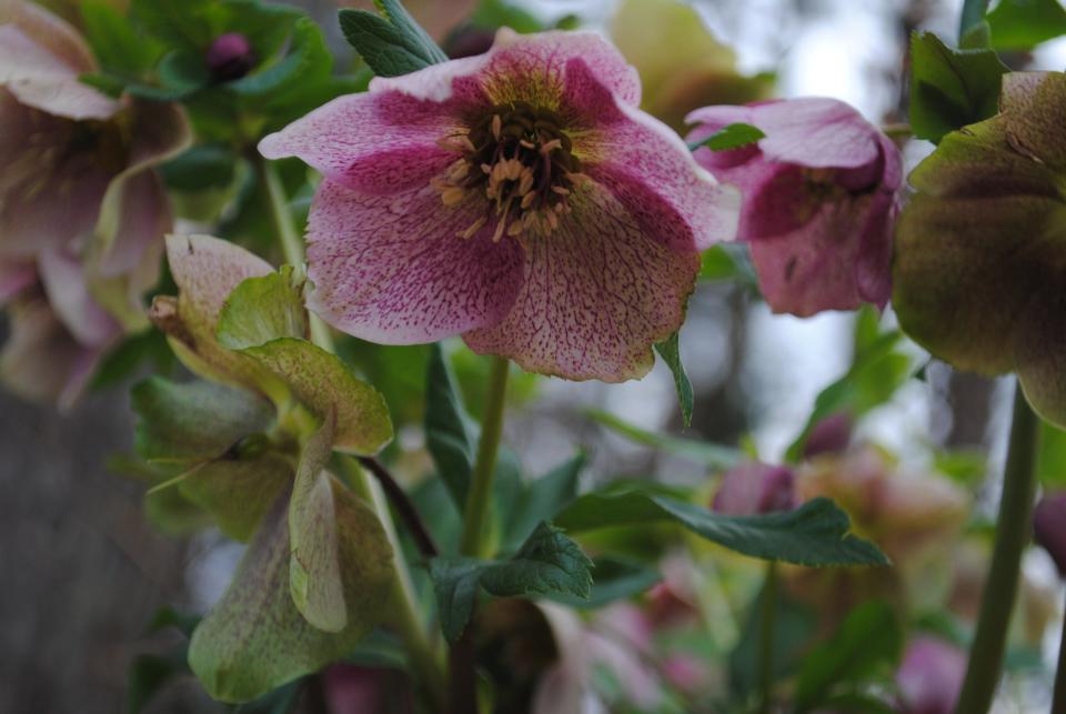 This is a photo of a Lenten Rose (hellebore) that grows along the front of a shade garden along the edge of the woods on the right side of our landscape. Lenten roses thrive in some sunshine and these receive rays for several hours each lay. They reseed themselves, therefore they spread readily, and this bed has become overcrowded. The time has come to dig up a few of these perennials and share them.