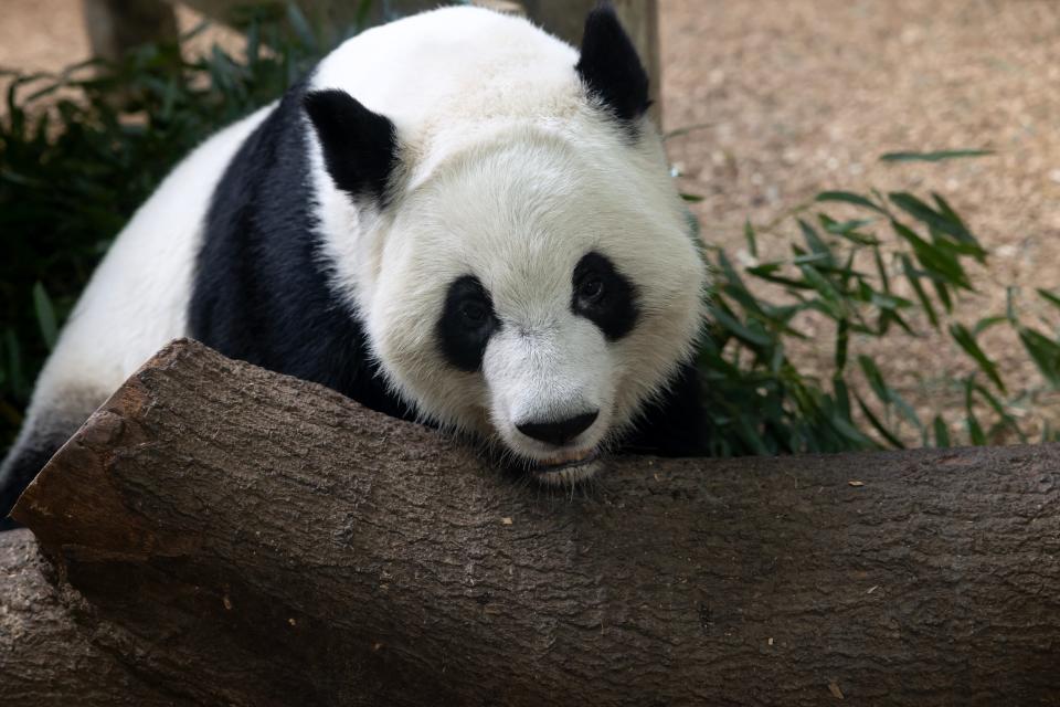 Ya Lun is one of four pandas on loan to Zoo Atlanta from China. But the pandas likely will be recalled next year as relations between China and the U.S. have soured in recent years.