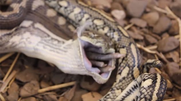 This is an example of how a snake dislocates its jaw in three different places. Photo: Snake Out Brisbane