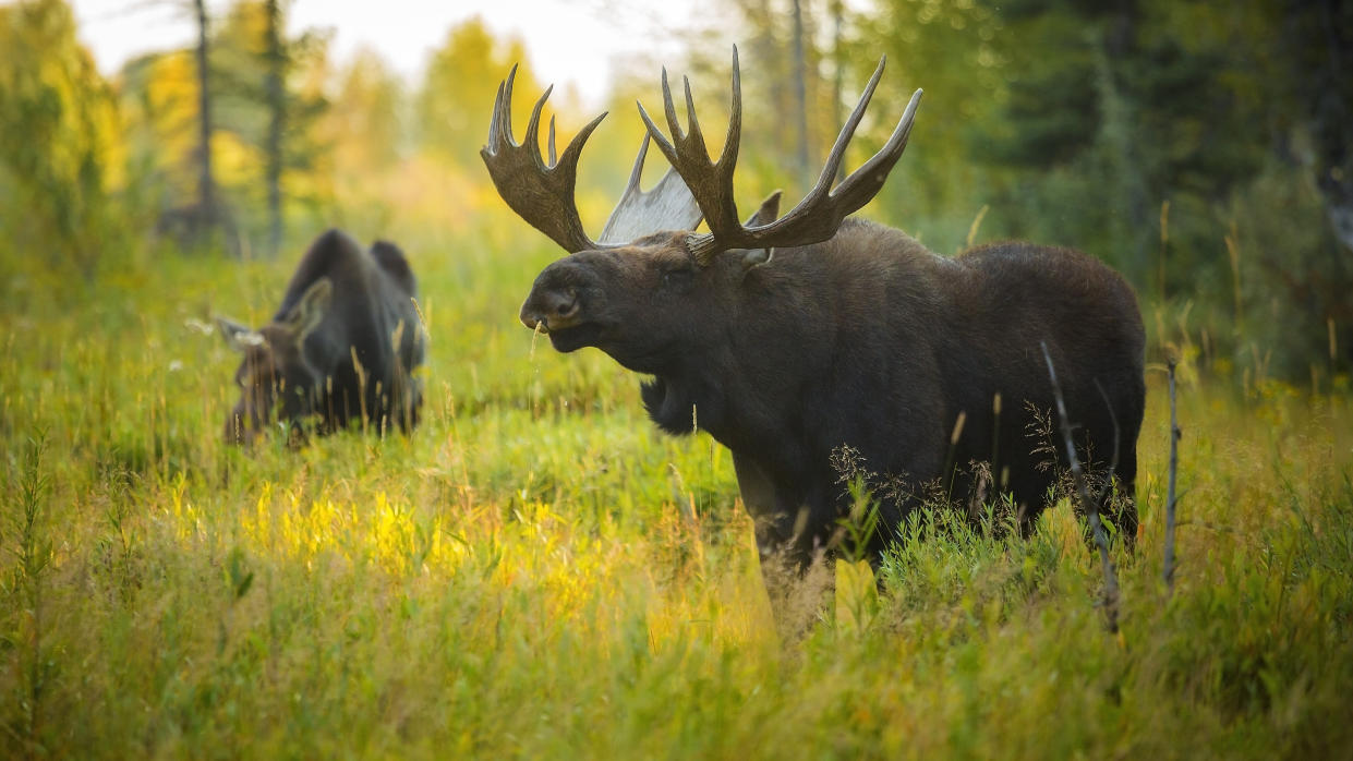  Pair of moose standing in long grass at Yellowstone National Park. 