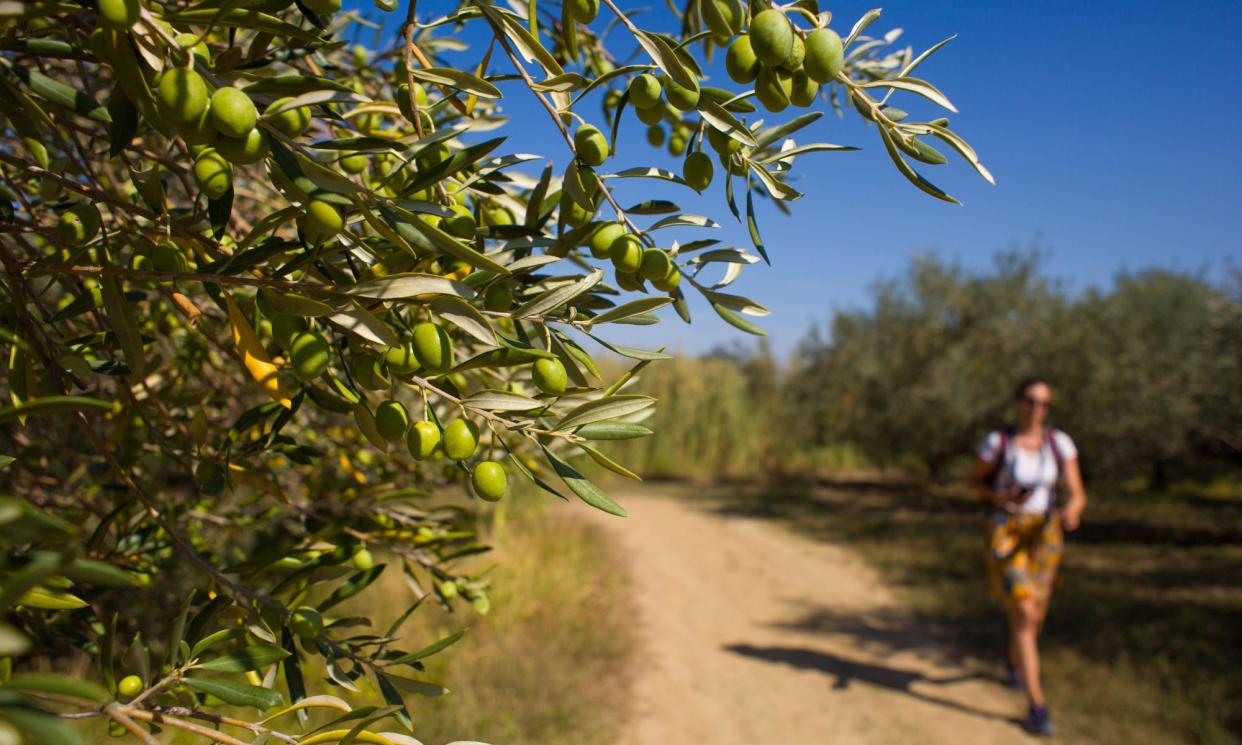 <span>Our tipster enjoyed camping among olive trees on Croatia’s Istrian peninsula.</span><span>Photograph: Giuseppe Anello/Alamy</span>