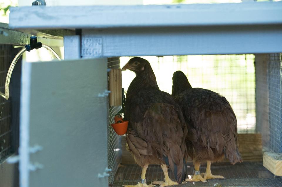 Sentinel chickens are used by Delaware Mosquito Control in order to keep track of the West Nile virus in 2018.