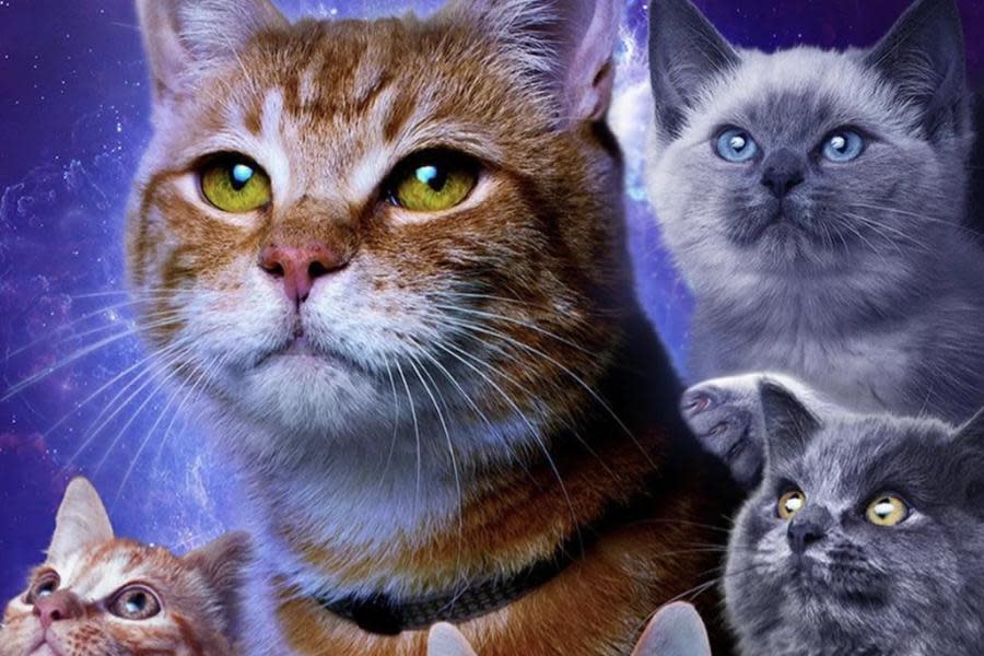 The Marvels: ¿Cómo saber si tu gato es un flerken?