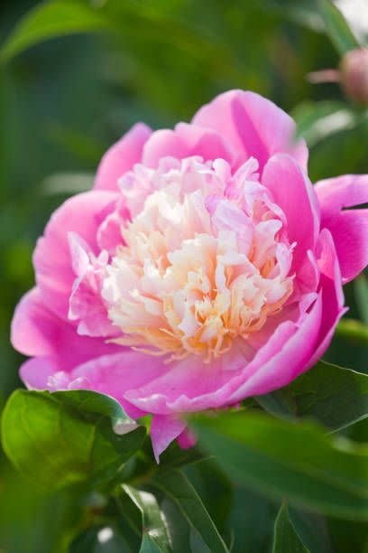 close up of the pink flower of a peony paeonia bowl of beauty