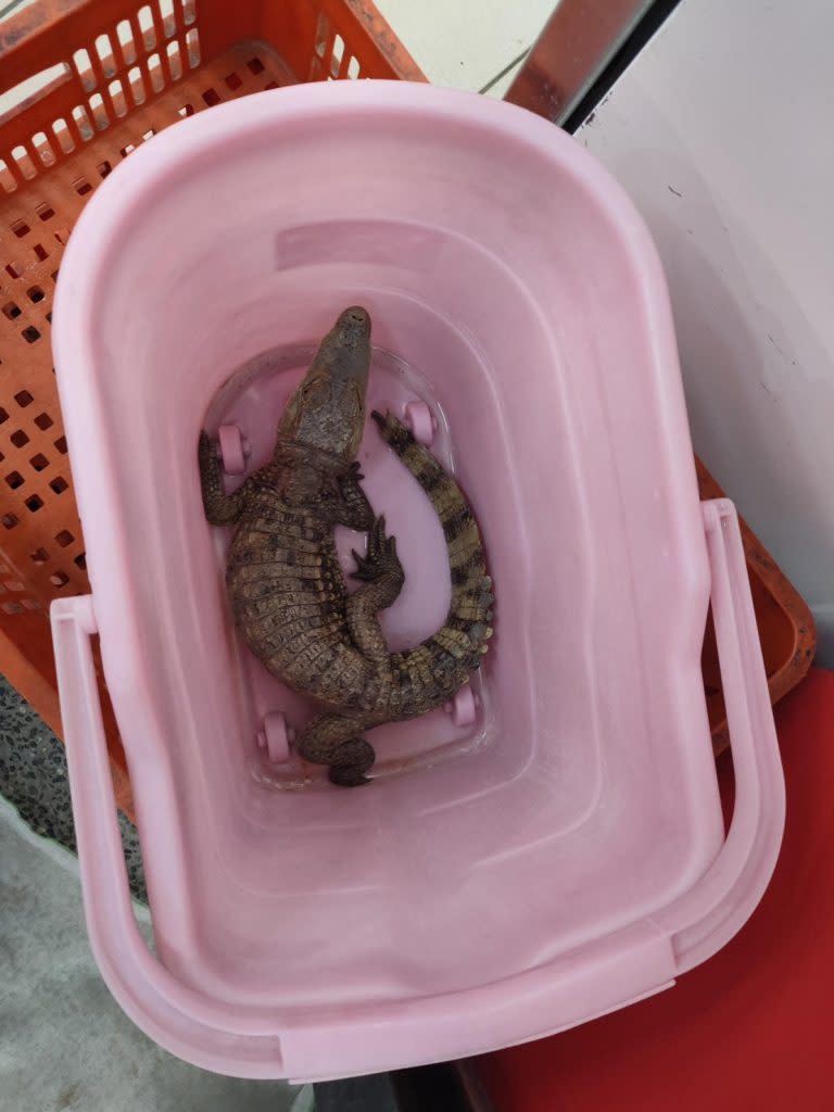 高雄楠梓區德民路一間豆漿店前發現的眼鏡鱷。（記者吳門鍵翻攝）