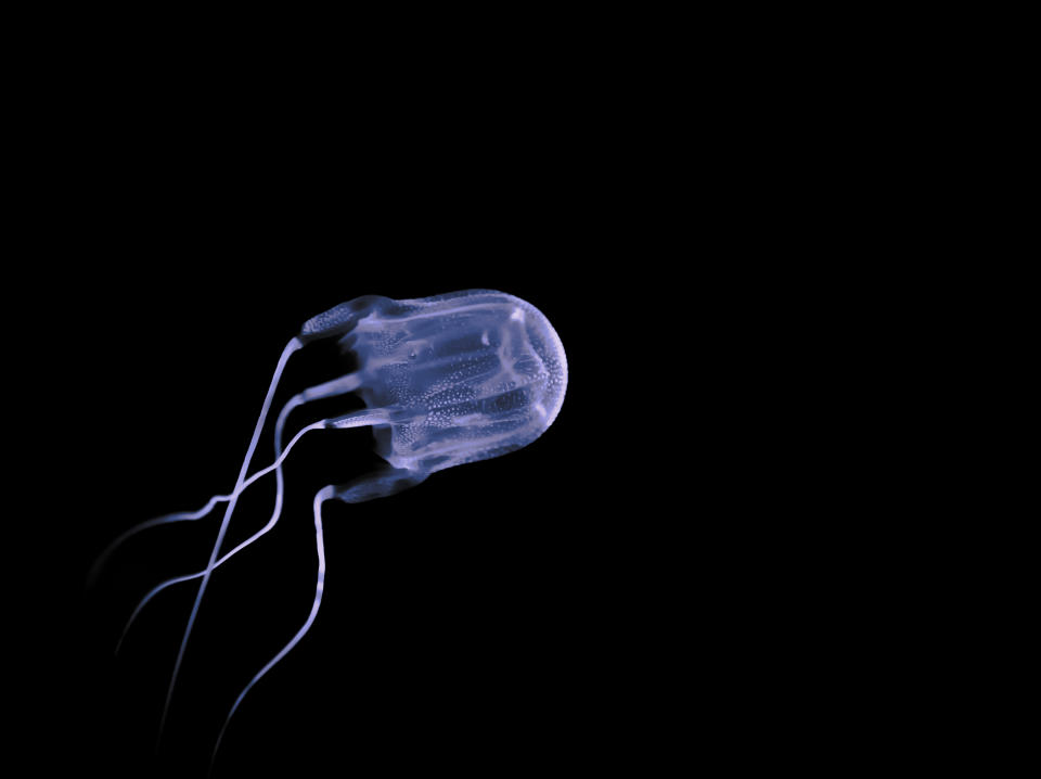 Box Jelly fish under dark water.