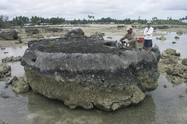 Coral microatoll. Studying coral can reveal the history of earthquakes in Sumatra.