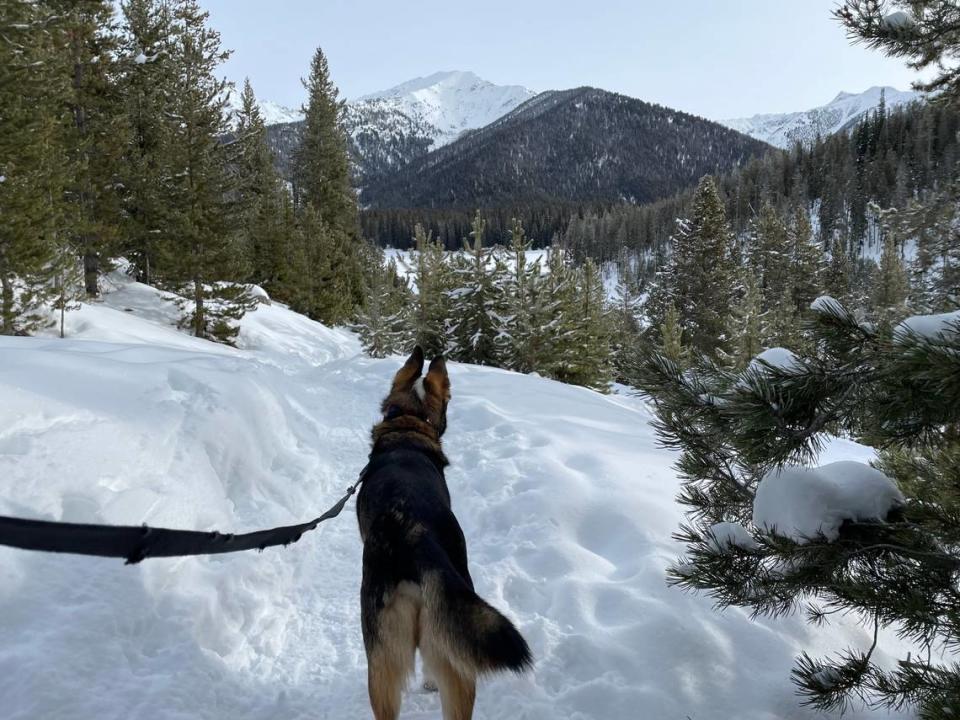 Rio, Galena Lodge’s “loaner dog” that visitors can bring on snowshoe and ski treks, stands in front of the mountains visible from Galena View trail on Friday, Jan. 26, 2024. Nicole Blanchard/nblanchard@idahostatesman.com