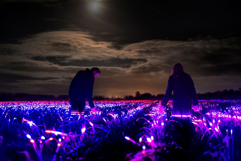 A field of leeks is shown bathed in red and blue LED lights in the Dutch town of Lelystad