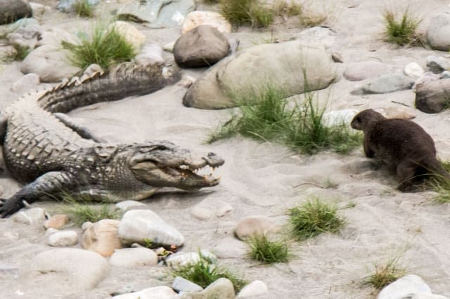 Brave otter bites down on crocodile's tail