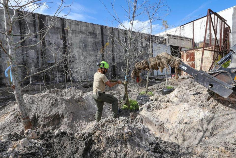 El arboricultor Ian Wogan planta cipreses en Factory Town de Hialeah, para recrear una isla de árboles de los humedales de Everglades.