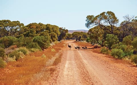 Kangaroos, koalas, wombats, quolls, possums – just part of nature out here - Credit: maxime coquard