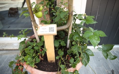 Blackberry and apple plants hang out with an instructional QR code