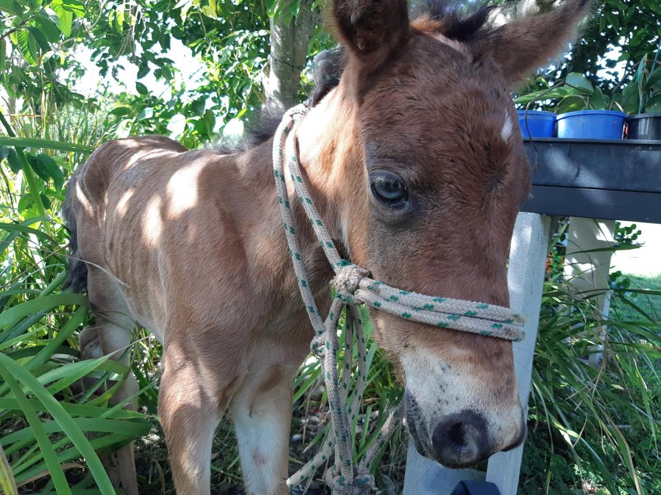 The baby foal at the vets. 