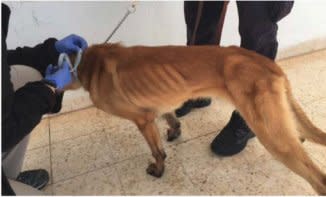 An emaciated dog in the EDC program in Jordan