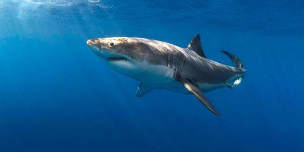 Peligra existencia del tiburón blanco por pesca irresponsable en Baja California