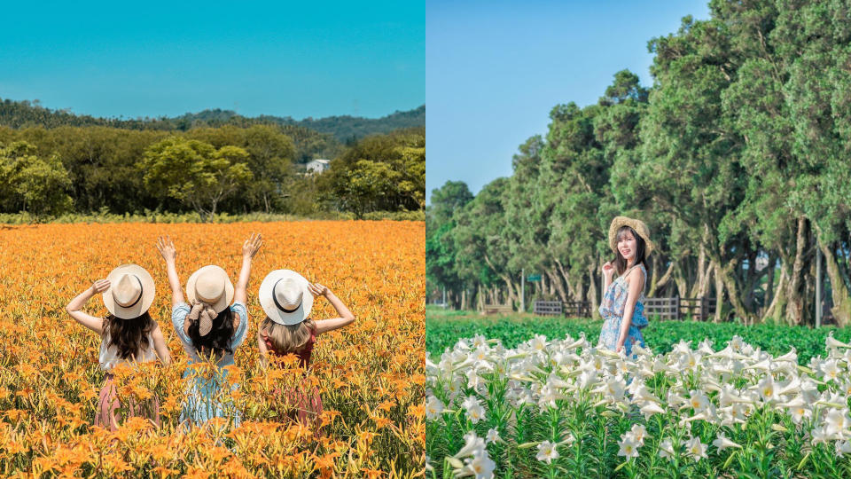 不只桐花似雪  平地金針花、鐵砲百合、繡球花、荷花！五月最美的花海旅遊路線快筆記