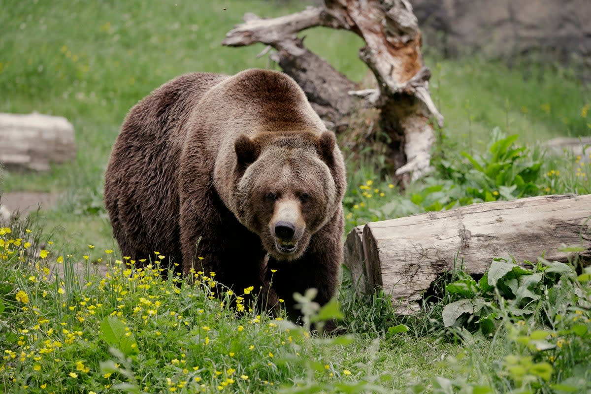Grizzly bears are set to be reintroduced in the North Cascades, Washington (AP)