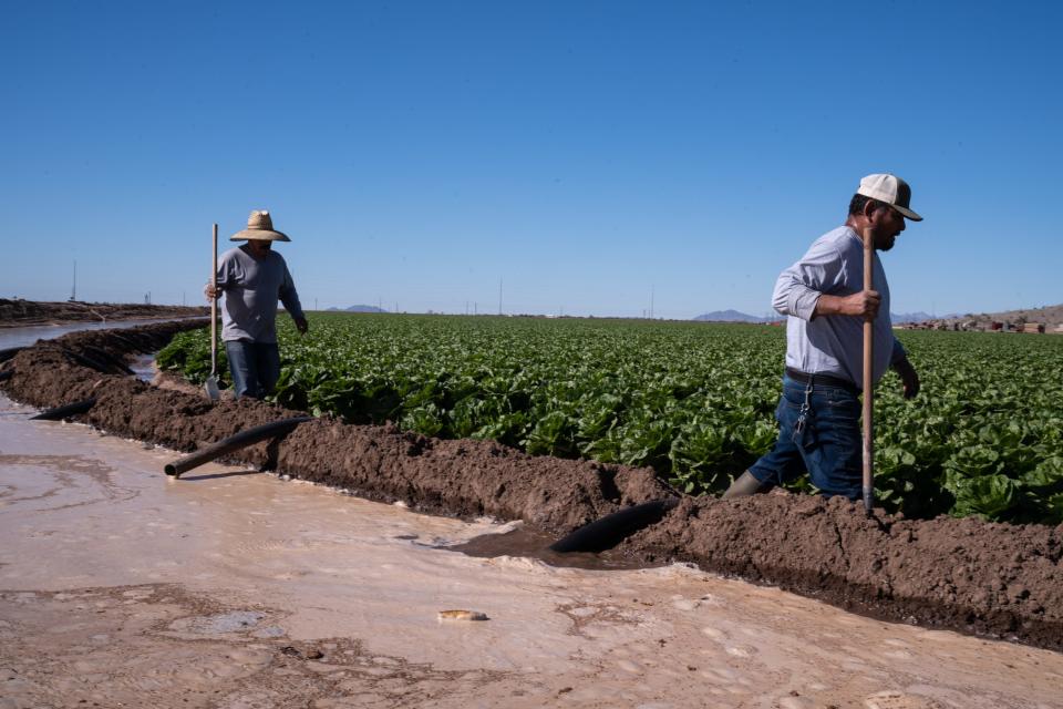 Jesus Coronell Mesa (right) irrigates romaine lettuce in a Desert Premium Farms field, east of Yuma on Jan. 27, 2022.