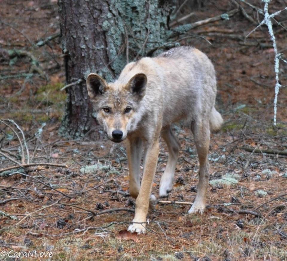 The Chernobyl wolves’ immune systems appeared different than normal wolves — similar to those of cancer patients going through radiation treatment, the researchers found. X / CaraNLove