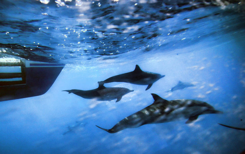 FILE - In this Oct. 15, 2014 file photo, dolphins swim along the side of a boat off the coast of San Pedro, Calif. Not only are humans changing the surface and temperature of the planet, but also its sounds – and those shifts are detectable even in the open ocean, according to research published Thursday, Feb. 4, 2021. (AP Photo/Richard Vogel)