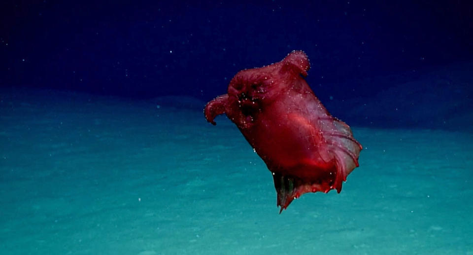 Australian scientists have filmed a ‘headless chicken monster’, a type of deep sea cucumber, in the Southern Ocean in Antarctica. Source: AAP