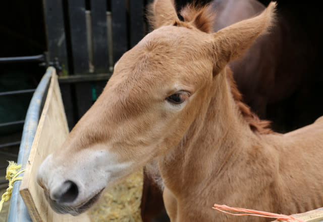 New Hope For Suffolk Punch Horses As First Foal Born At Historic Site In A Century