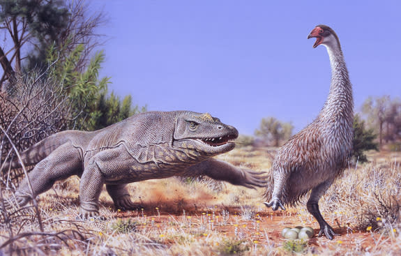 Humans likely played a role in the extinction of the giant flightless bird (<i>Genyornis newtoni</i>), seen here surprised by the <i>Megalania prisca</i> lizard 50,000 years ago.