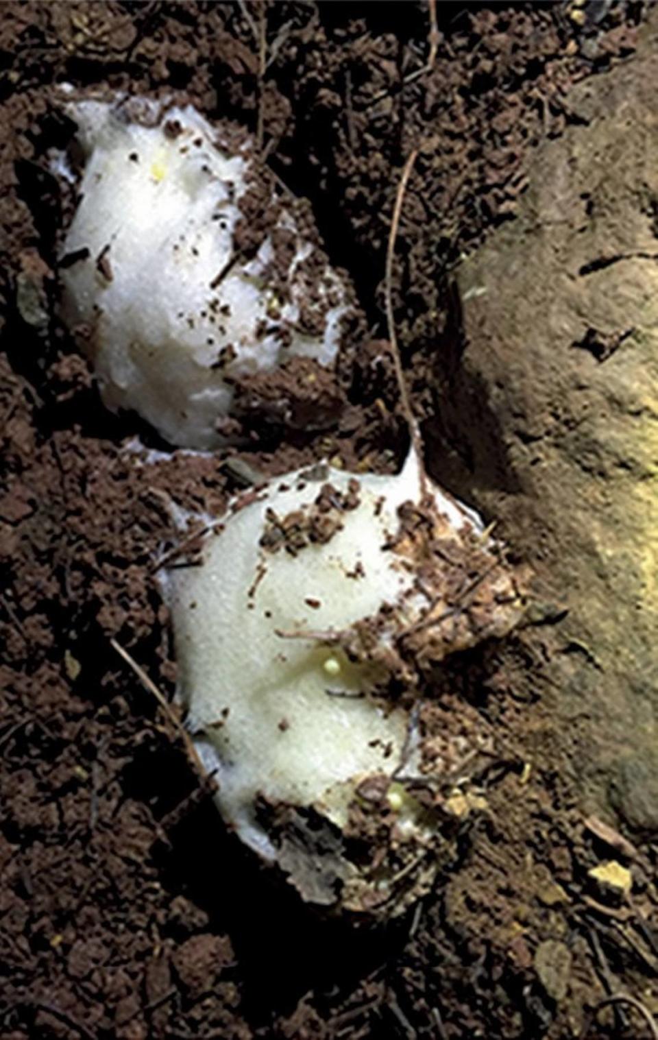 The creatures lay their eggs “in white foam nests” near pools, according to scientists.