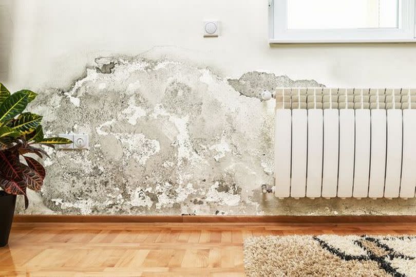 Mould on a wall next to a radiator