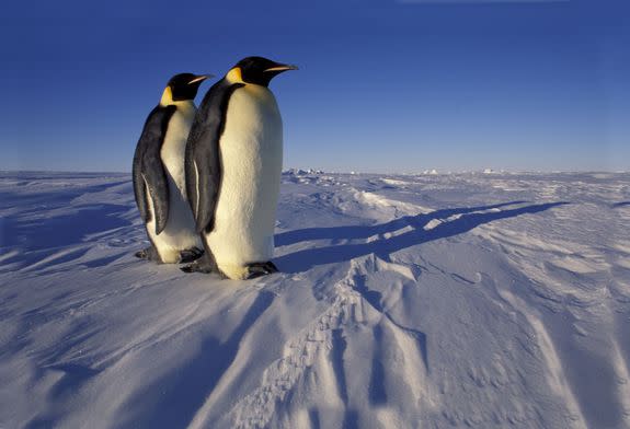 Emperor penguins stand on fast ice on the coast of Queen Maud Land in Antarctica. The Langhovde Glacier is one of dozens of glaciers in the region.